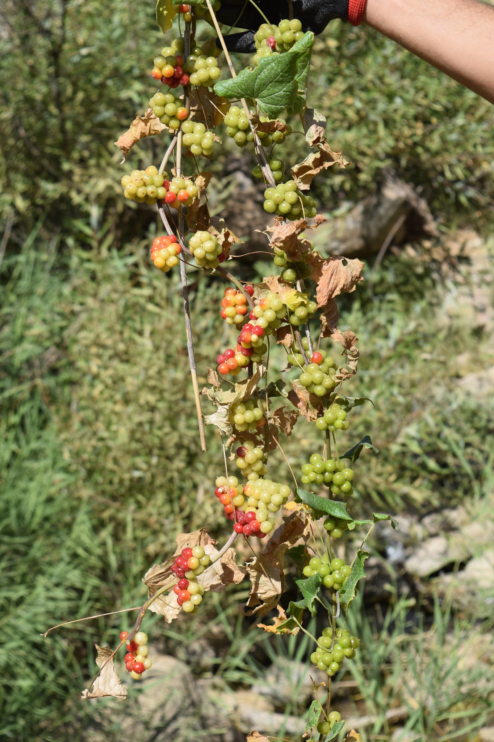 Tamus communis L.